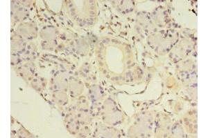 Immunohistochemistry of paraffin-embedded human pancreatic tissue using ABIN7161530 at dilution of 1:100 (NKIRAS1 antibody  (AA 1-192))