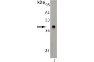 Western blot analysis: Lane 1: DnaJ Recombinant E. (DNAJB6 antibody)