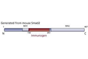 Image no. 1 for anti-Smad2/3 Transcription Factor (SMAD2/3) (AA 142-263) antibody (ABIN968209) (Smad2/3 antibody  (AA 142-263))