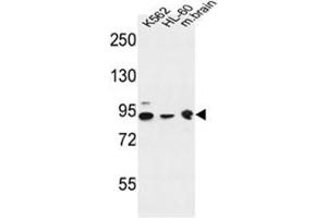 Western blot analysis of DNAJC6 Antibody  in K562, HL-60 cell line and mouse brain tissue lysates (35ug/lane). (DNAJC6 antibody  (Middle Region))