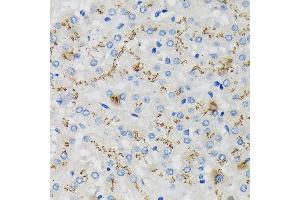 Immunohistochemistry of paraffin-embedded Human liver using SDF4 Rabbit pAb (ABIN7270606) at dilution of 1:100 (40x lens). (SDF4 antibody  (AA 37-200))
