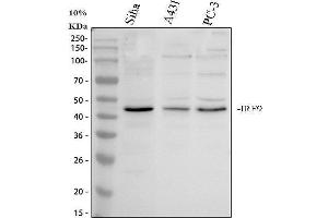 Western blot analysis of IRF9 using anti-IRF9 antibody (ABIN4886637).