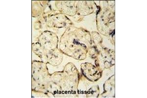 CLIC6 antibody (Center) (ABIN654431 and ABIN2844167) immunohistochemistry analysis in formalin fixed and paraffin embedded human placenta tissue tissue followed by peroxidase conjugation of the secondary antibody and DAB staining. (CLIC6 antibody  (AA 539-565))