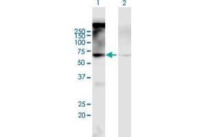 Western Blot analysis of CHRM2 expression in transfected 293T cell line by CHRM2 MaxPab polyclonal antibody. (Muscarinic Acetylcholine Receptor M2 antibody  (AA 1-466))