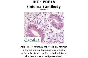 Image no. 1 for anti-phosphodiesterase 3A, cGMP-Inhibited (PDE3A) (Internal Region) antibody (ABIN1737912) (PDE3A antibody  (Internal Region))