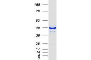 Validation with Western Blot (Parvin, beta Protein (PARVB) (Transcript Variant 2) (Myc-DYKDDDDK Tag))