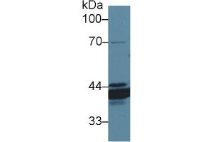Western Blot; Sample: Canine Stomach lysate; Primary Ab: 1µg/ml Rabbit Anti-Canine ANXA4 Antibody Second Ab: 0. (Annexin IV antibody  (AA 150-313))