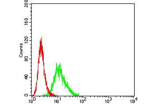 CCR3 antibody