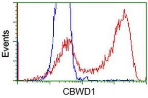 Flow Cytometry (FACS) image for anti-COBW Domain Containing 1 (CBWD1) antibody (ABIN1497115) (CBWD1 antibody)
