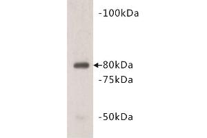Western Blotting (WB) image for anti-Vang-Like 1 (Vangl1) antibody (ABIN1855000) (Vangl1 antibody)