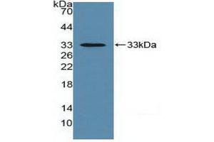 Western blot analysis of recombinant Mouse EMMPRIN. (CD147 antibody  (AA 87-323))