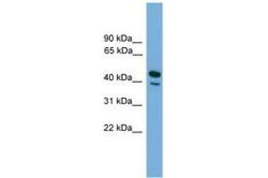 Image no. 1 for anti-CD209 (CD209) (AA 35-84) antibody (ABIN6745593) (DC-SIGN/CD209 antibody  (AA 35-84))