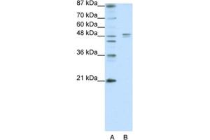 Western Blotting (WB) image for anti-Serotonin Receptor 1A (HTR1A) antibody (ABIN2463749) (Serotonin Receptor 1A antibody)