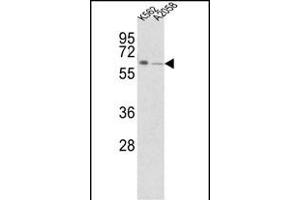 Western blot analysis of FPGS Antibody (Center) (ABIN390963 and ABIN2841146) in K562,  cell line lysates (35 μg/lane). (FPGS antibody  (AA 304-330))