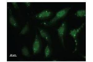 Immunostaining analysis in HeLa cells. (Id2 antibody)
