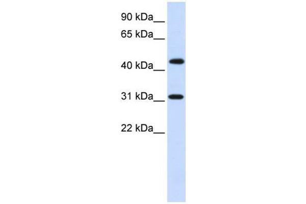 ZNF684 antibody  (N-Term)