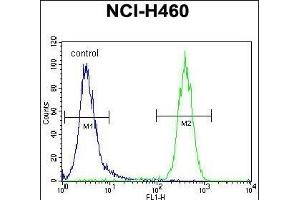 CCDC63 Antibody (C-term) (ABIN655453 and ABIN2844981) flow cytometric analysis of NCI- cells (right histogram) compared to a negative control cell (left histogram). (CCDC63 antibody  (C-Term))