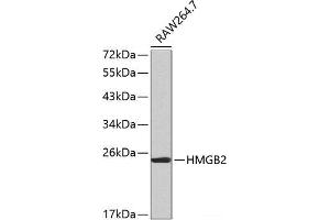 Western blot analysis of extracts of RAW264. (HMGB2 antibody)