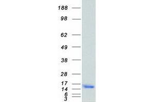 Western Blotting (WB) image for FK506 Binding Protein 1A, 12kDa (FKBP1A) (Transcript Variant 12B) protein (Myc-DYKDDDDK Tag) (ABIN2721207)