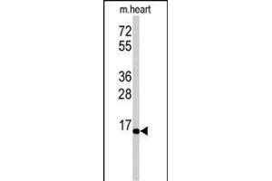 Western blot analysis of anti-UBE2G1 Antibody (N-term) (ABIN388859 and ABIN2839161) in mouse heart tissue lysates (35 μg/lane). (UBE2G1 antibody  (N-Term))