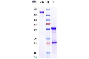 Anti-CXCL8 / IL-8 Reference Antibody (HuMax-IL8) on SDS-PAGE under reducing (R) condition.