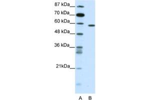 Western Blotting (WB) image for anti-Nuclear Receptor Subfamily 1, Group D, Member 2 (NR1D2) antibody (ABIN2461741) (NR1D2 antibody)