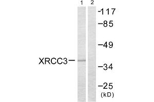 Western blot analysis of extracts from HepG2 cells, treated with Adriamycin (0. (XRCC3 antibody  (Internal Region))