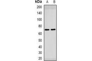 Western blot analysis of HAI-1 expression in mouse liver (A), rat brain (B) whole cell lysates.