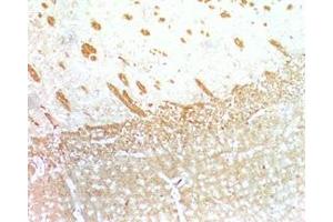 Mouse brain tissue was stained by Anti-Relaxin-3 /INSL-7 B- Chain. (Relaxin 3 antibody  (Chain B))