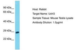 Image no. 1 for anti-Ubiquitin Carboxyl-terminal Esterase L3 (Ubiquitin Thiolesterase) (Uchl3) (AA 101-150) antibody (ABIN6750416) (UCHL3 antibody  (AA 101-150))