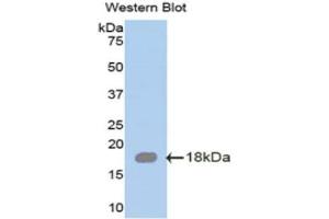 Western Blotting (WB) image for anti-serglycin (SRGN) (AA 28-152) antibody (ABIN1078524) (SRGN antibody  (AA 28-152))