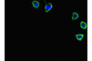 Immunofluorescence staining of HepG2 cells with ABIN7146103 at 1:400, counter-stained with DAPI. (CXCR3 antibody  (AA 4-50))