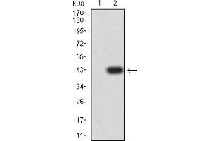 Western blot analysis using AMBRA1 mAb against HEK293 (1) and AMBRA1 (AA: 1177-1301)-hIgGFc transfected HEK293 (2) cell lysate. (AMBRA1 antibody  (AA 1177-1301))
