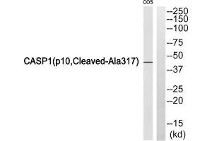 Western blot analysis of extracts from COS7 cells, using Caspase 1 (p10, Cleaved-Ala317) antibody. (Caspase 1 antibody  (Cleaved-Ala317))