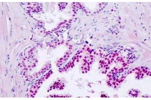 Human, Prostate: Formalin-Fixed Paraffin-Embedded (FFPE) (BHLHE41 antibody  (AA 1-50))