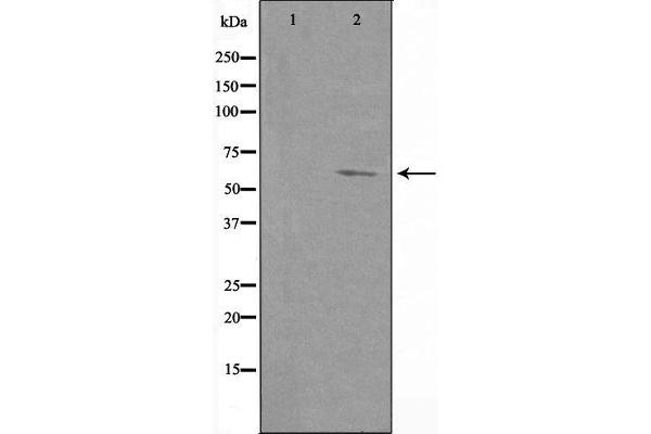 CLIP3 antibody  (Internal Region)