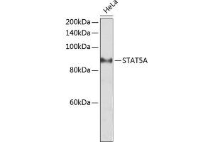 Western blot analysis of extracts of HeLa cells, using STA antibody (ABIN6128540, ABIN6148576, ABIN6148578 and ABIN6223670) at 1:2000 dilution. (STAT5A antibody  (AA 635-794))