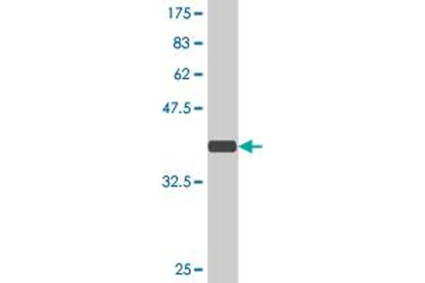 ARHGEF11 antibody  (AA 651-750)