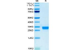 IL-2 Protein (AA 21-169) (His-Avi Tag,Biotin)