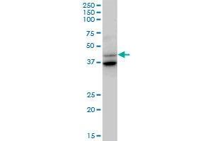 GAS7 MaxPab polyclonal antibody. (GAS7 antibody  (AA 1-416))