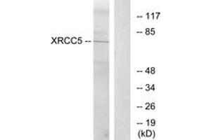 Western blot analysis of extracts from Jurkat cells, using XRCC5 Antibody. (X-Ray Repair Cross Complementing 5 (AA 441-490) antibody)