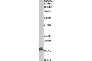 ABIN1781957 (1µg/ml) staining of Kelly lysate (35µg protein in RIPA buffer). (CUTA antibody  (C-Term))