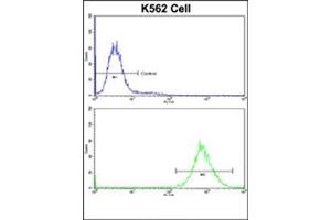 Flow Cytometric analysis of K562 cells using P4HB Antibody (C-term)(bottom histogram) compared to a Negative Control cell (top histogram).