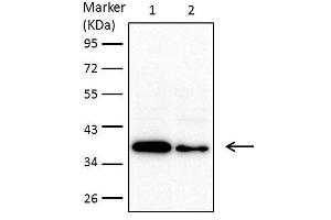 WB Image Sample (30 ug of whole cell lysate) A: 293T B: A431 , C: H1299 D: Hela E: Hep G2 , F: Molt-4 , G: Raji 10% SDS PAGE antibody diluted at 1:1000 (MTHFD2 antibody)