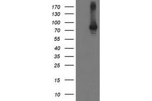 Image no. 2 for anti-Signal Transducer and Activator of Transcription 4 (STAT4) antibody (ABIN1501180) (STAT4 antibody)