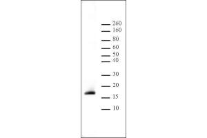 Histone H3 dimethyl Lys9 antibody tested by Western blot. (Histone 3 antibody  (H3K9me2))