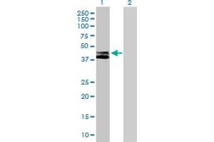 Western Blot analysis of RTN4IP1 expression in transfected 293T cell line by RTN4IP1 MaxPab polyclonal antibody. (RTN4IP1 antibody  (AA 1-396))