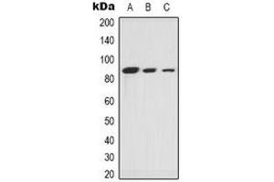 Western blot analysis of Ku80 expression in A549 (A), Hela (B), COS7 (C) whole cell lysates. (XRCC5 antibody  (C-Term))