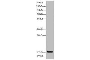 Western blot All lanes: LMO2 antibody at 8 μg/mL + Mouse spleen tissue Secondary Goat polyclonal to rabbit IgG at 1/10000 dilution Predicted band size: 19, 26, 6 kDa Observed band size: 19 kDa (LMO2 antibody  (AA 1-100))