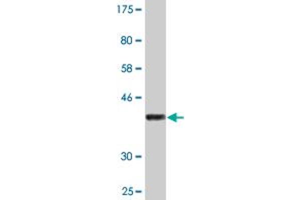 CPA4 antibody  (AA 260-361)